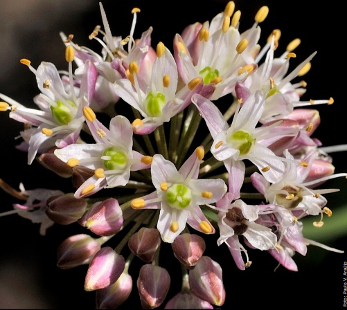 allium ericetorum