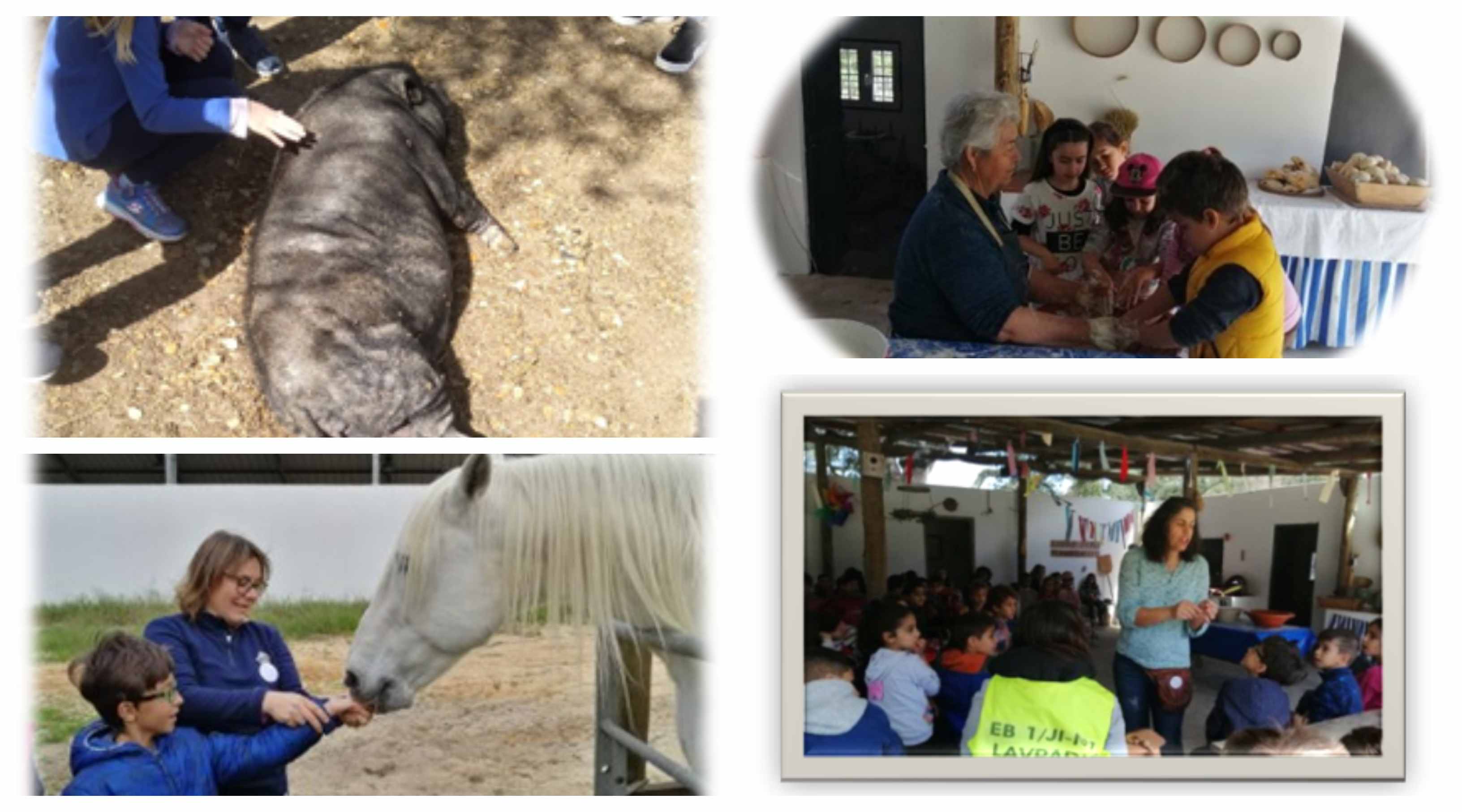 herdadedagaambia collage